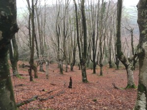la foto 1 (2)