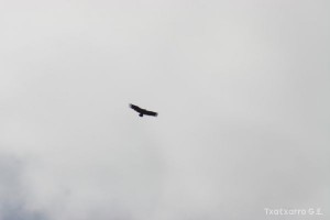 img_1206788775_595