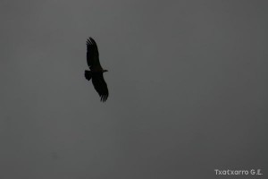 img_1206788888_19