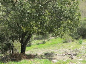 IMG 0016(2)