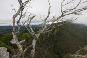 img_1272831500_603