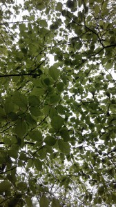 IMG_20150502_142823
