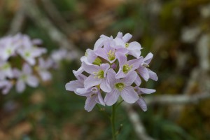 IMG_4827