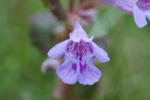 IMG_4868