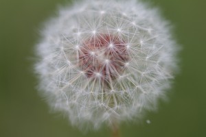 IMG_4879